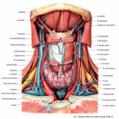 Anatomia obszaru szyjno-piersiowego: wstęp do technik terapeutycznych