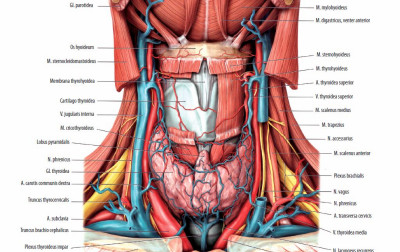 Anatomia obszaru szyjno-piersiowego: wstęp do technik terapeutycznych