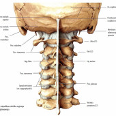 Ostry ból szyi: badanie i terapia dolnego odcinka kręgosłupa szyjnego