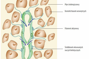 Tkanka limfatyczna błon śluzowych (MALT) - jakie pełni funkcje?