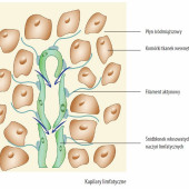 Tkanka limfatyczna błon śluzowych (MALT) - jakie pełni funkcje?