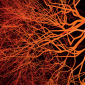 Osteopatyczna terapia naczyń wisceralnych