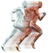 Niespecyficzne zespoły odruchowe mięśni w patologii układu ruchowego: kontekst neurologiczny