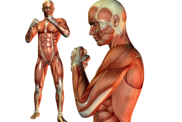 Niespecyficzne zespoły odruchowe mięśni w patologii układu ruchowego.  Synergie ruchowe kończyn górnych