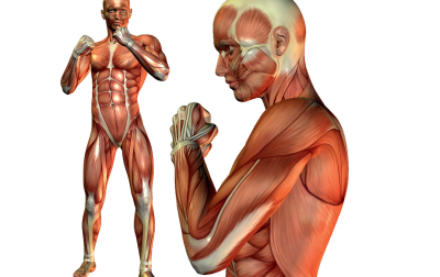 Niespecyficzne zespoły odruchowe mięśni w patologii układu ruchowego.  Synergie ruchowe kończyn górnych