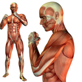 Niespecyficzne zespoły odruchowe mięśni w patologii układu ruchowego.  Synergie ruchowe kończyn górnych