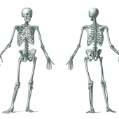 Terapia osteopatyczna w ostrych stanach pourazowych. Siła płynów w osteopatii