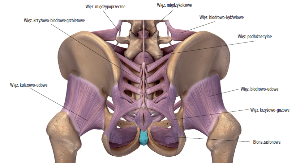 Struktury więzadłowe miednicy od strony grzbietowej.