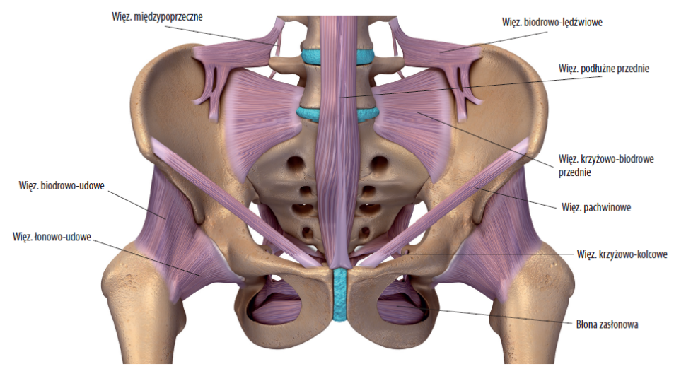 Struktury więzadłowe miednicy od strony brzusznej