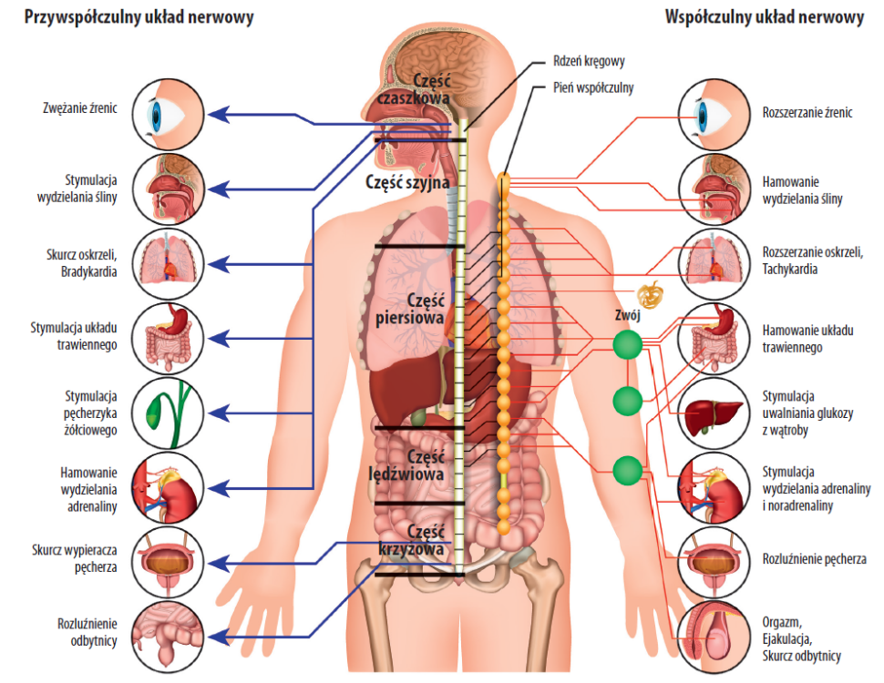 Grafika przedstawiająca zarys fizjologii autonomicznego układu nerwowego