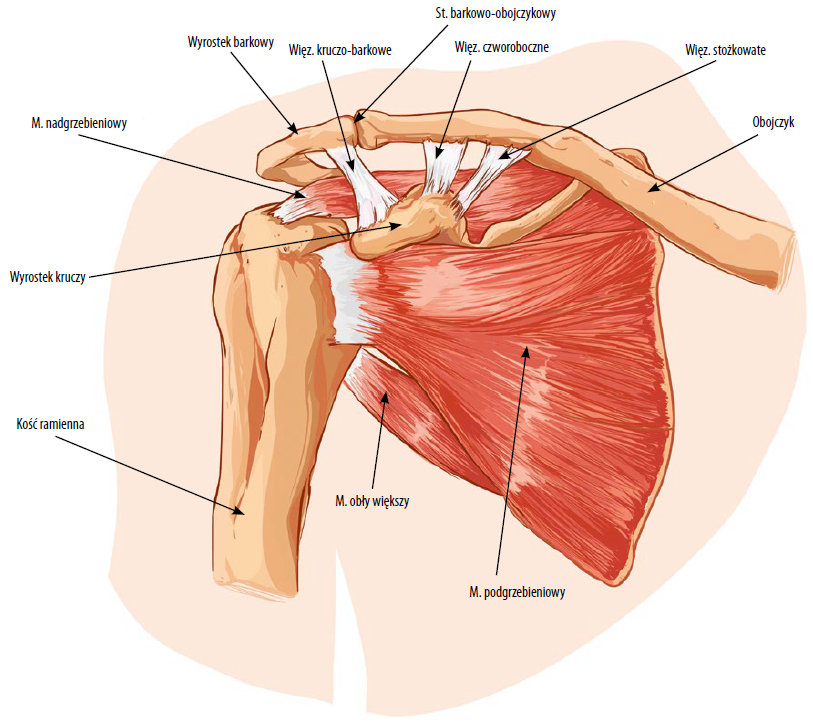 Grafika przedstawiająca poglądową anatomię struktur układu kostno-mięśniowego okolicy barku