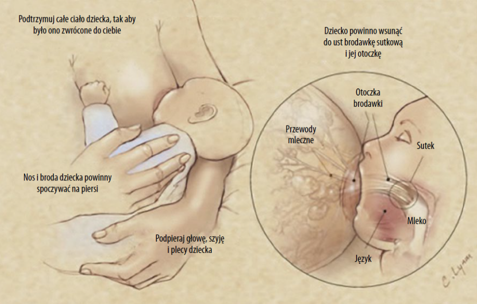 Grafika przedstawiająca właściwy sposób karmienia dziecka piersią