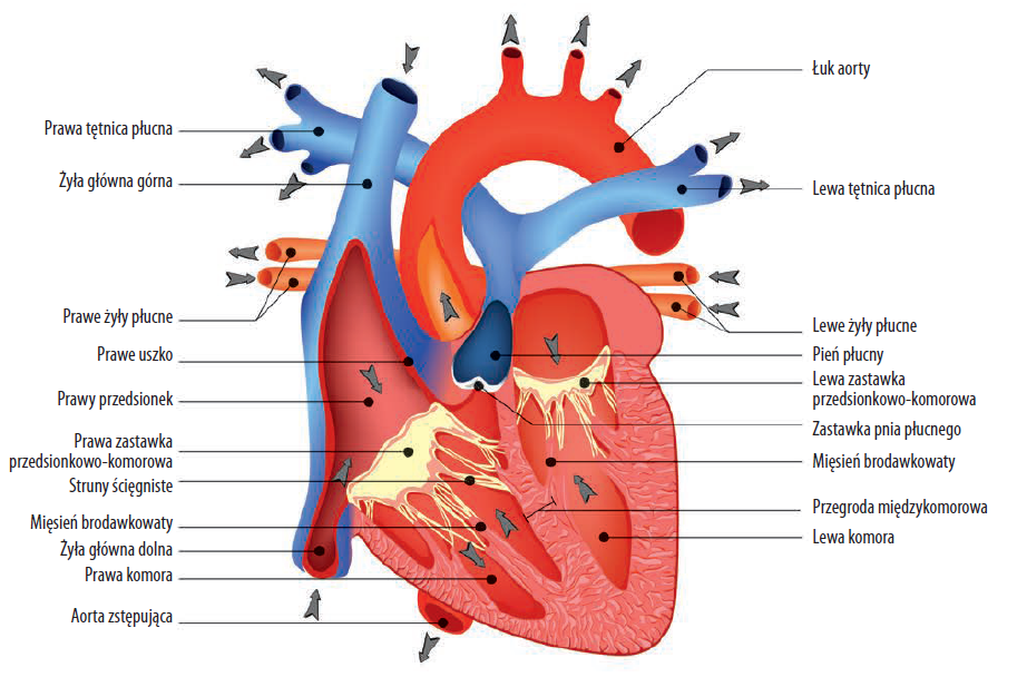 Grafika przedstawiająca model ludzkiego serca