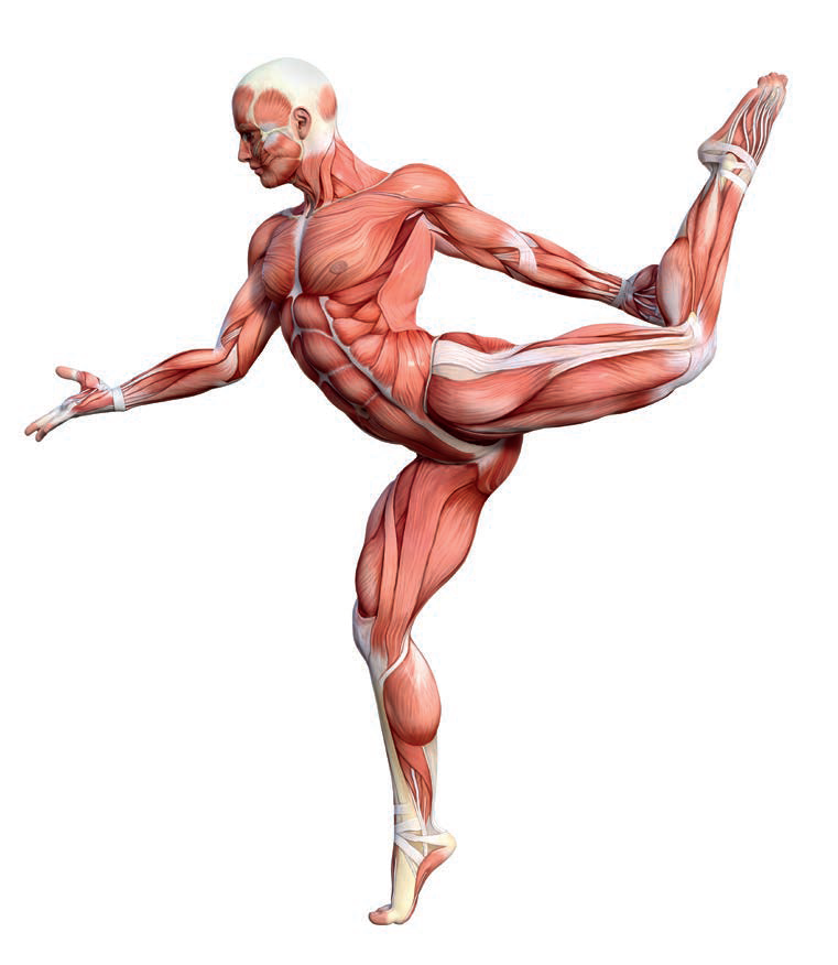 Mięśnie człowieka