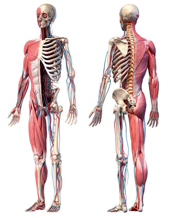Mięśnie, kości i układ krwionośny człowieka