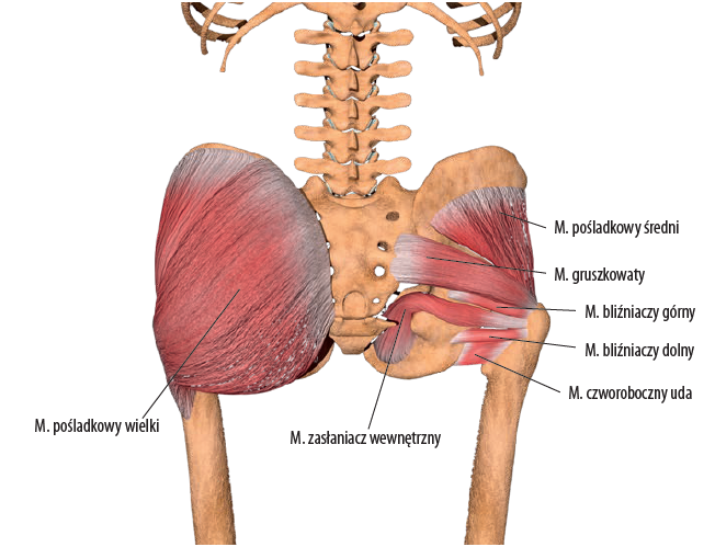 Mięśnie rotatory zewnętrzne stawu biodrowego z wyłączeniem mięśnia pośladkowego wielkiego