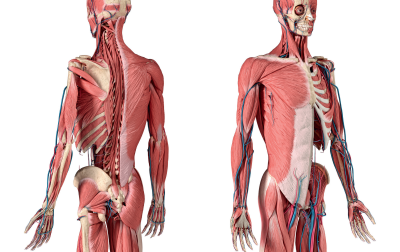 Wzmacnianie stożka rotatorów biodra
