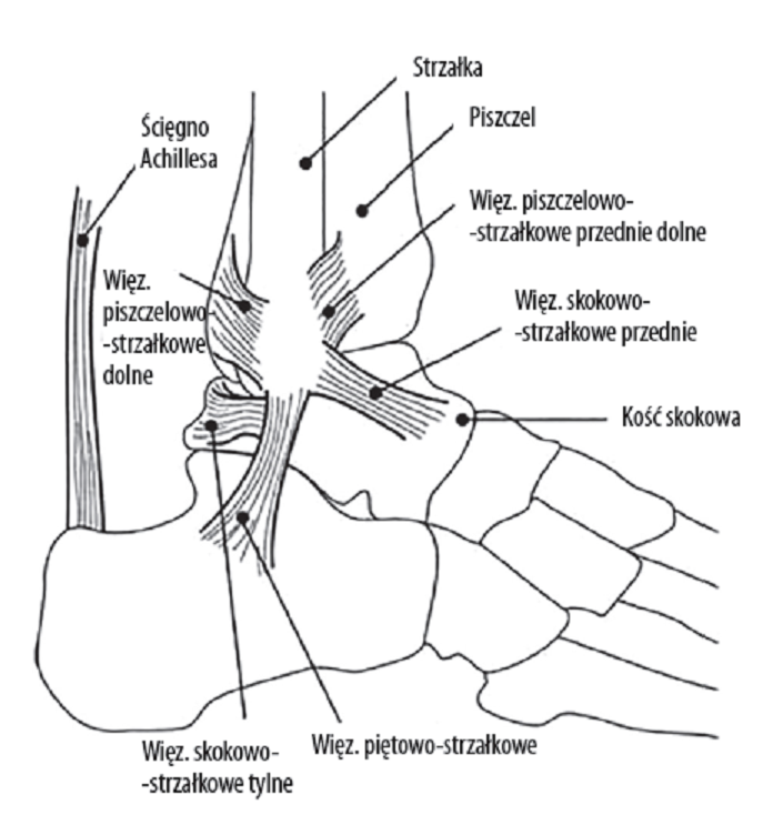 Główne struktury więzadłowe strony bocznej stawu skokowego