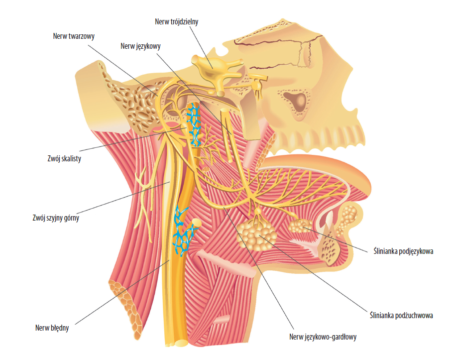 Neuroanatomia okolicy stawu skroniowo-żuchwowego