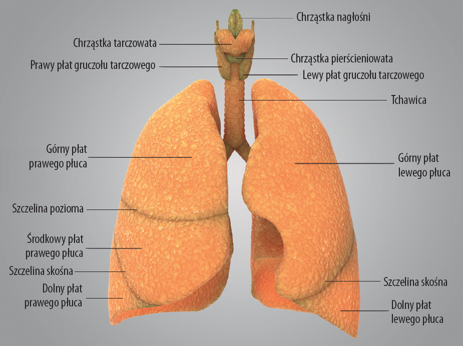 Budowa płuc człowieka