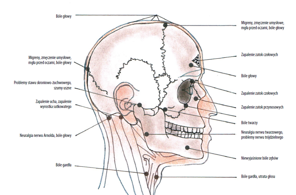 Czaszkowe punkty Knapa