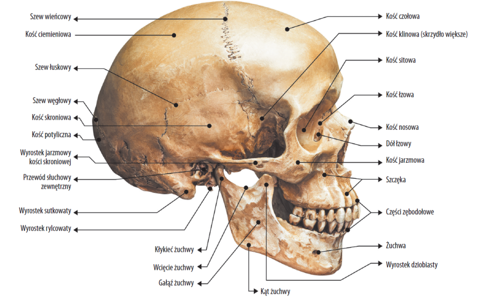 Schemat budowy czaszki człowieka (projekcja boczna)
