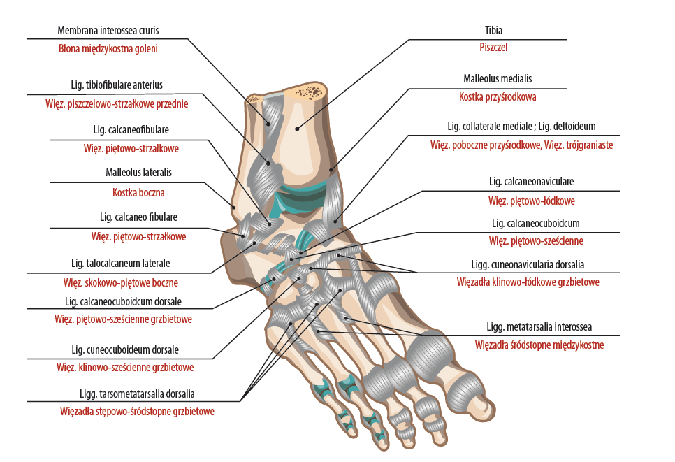 Szczegółowy schemat anatomii więzadeł aspektu grzbietowego stopy