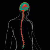 Terapia manualna w niekorzystnym napięciu nerwowym opony twardej i rdzenia kręgowego