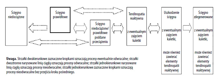 Ryc. 1. Tendinopatia pierścienia rotatorów: model kontinuum patologii (wg Lewisa, 2010)