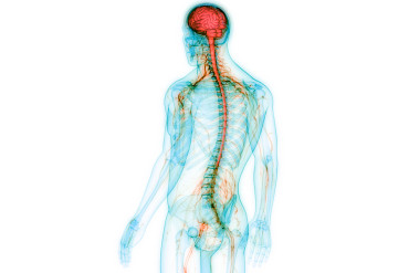 Biomarkery umożliwiające precyzyjną rehabilitację zdrowotną układu nerwowo-mięśniowo-szkieletowego (biosphere) - zmiana paradygmatu [FS-05] - Światowy Kongres Fizjoterapii w Dubaju 2023